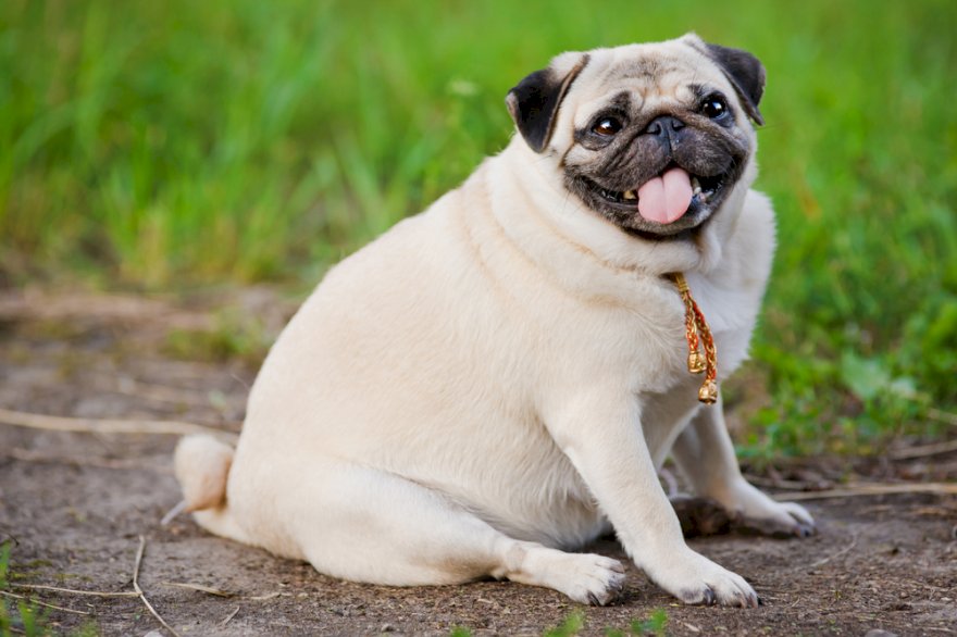 How To Prevent Obesity In Dogs