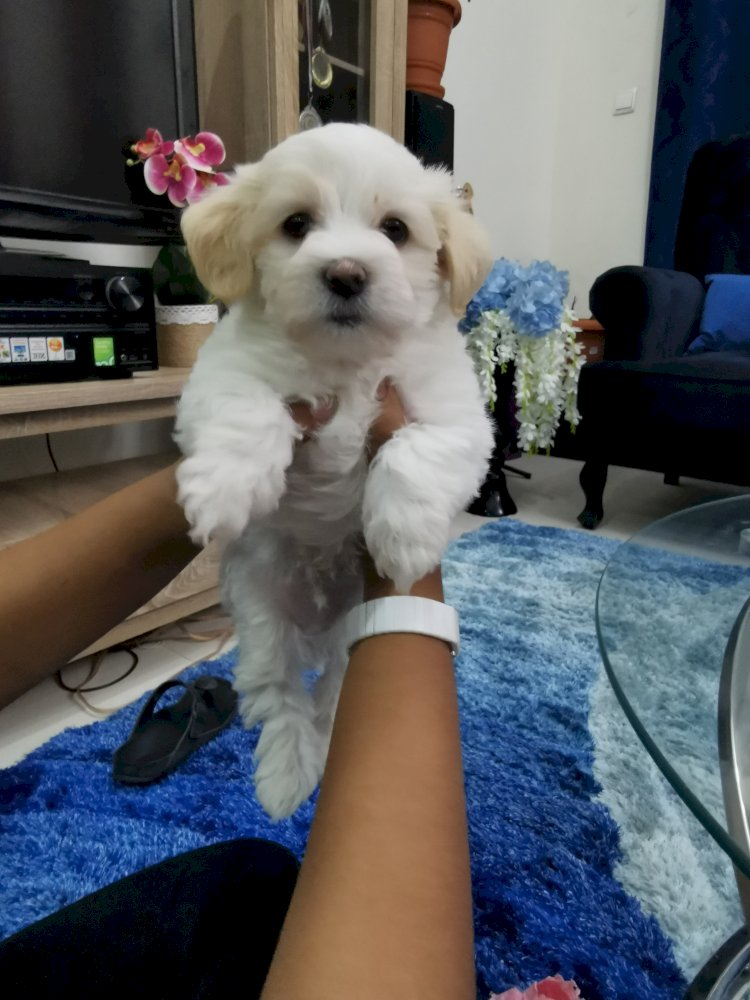 47 Days Old Maltese Puppies Vaccinated With Passport