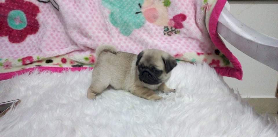 Cute Pug Puppy Two Months Old