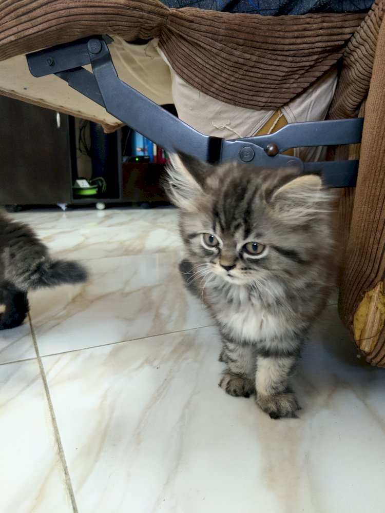 2 Months Old Persain Male Litter Box Trained 
