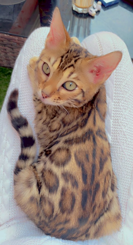 4 Month Old Bengal Cat
