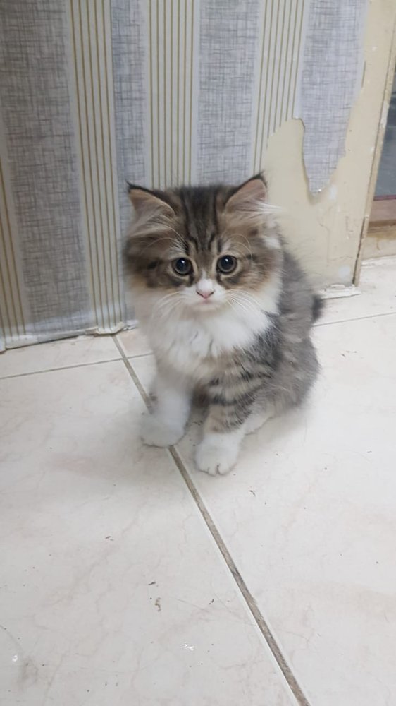 4 Months Old Kitten Male And Female Available