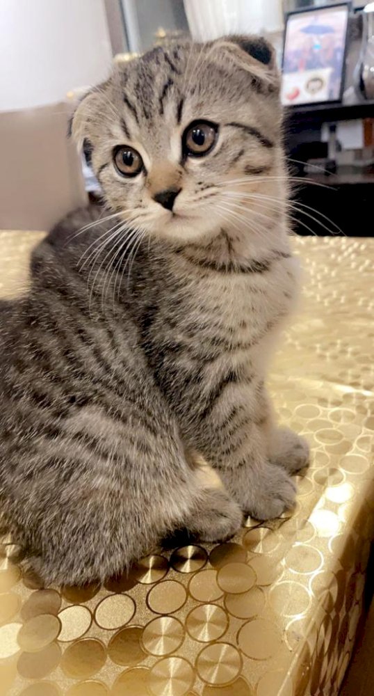 2 Months Old Short Hair Tabby Color Kitten