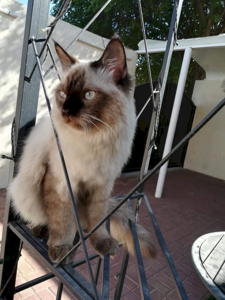 Eight Months Old Himalayan Cat