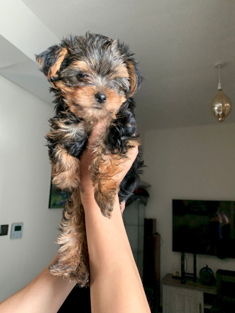 Mini Female Yorkshire Terrier