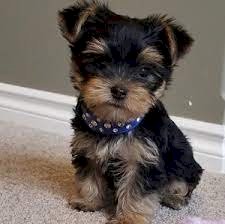 Home Raised Yorkie Puppies For Sale