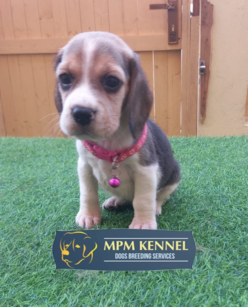 45 Days Old Cute Beagle Puppies. 