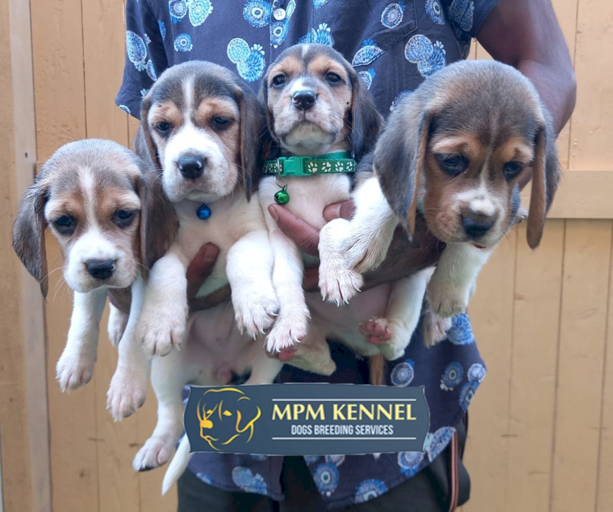 45 Days Old Cute Beagle Puppies. 