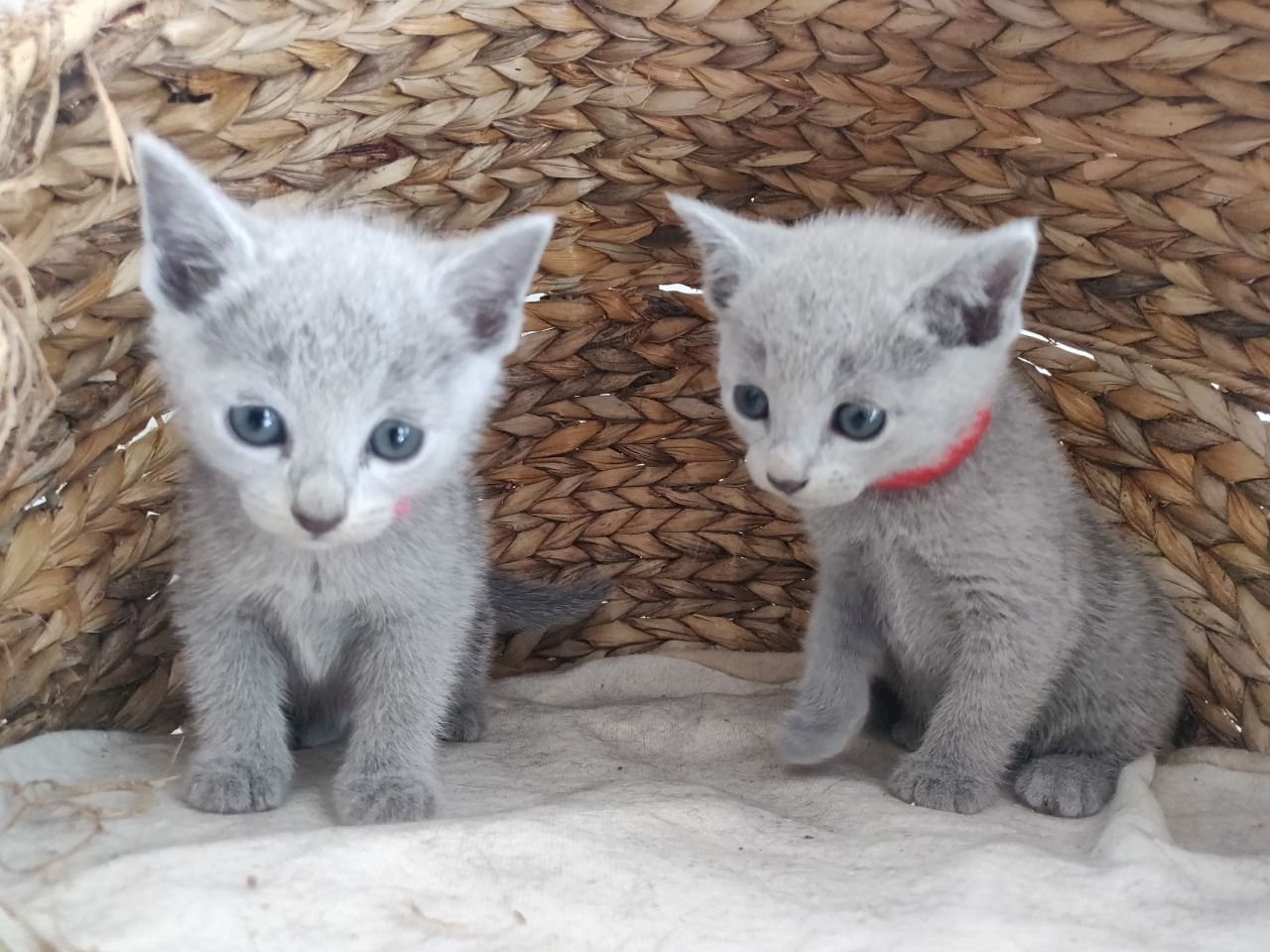Russian Blue Kittens For Adoption